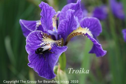 Troika 27.5 (3)